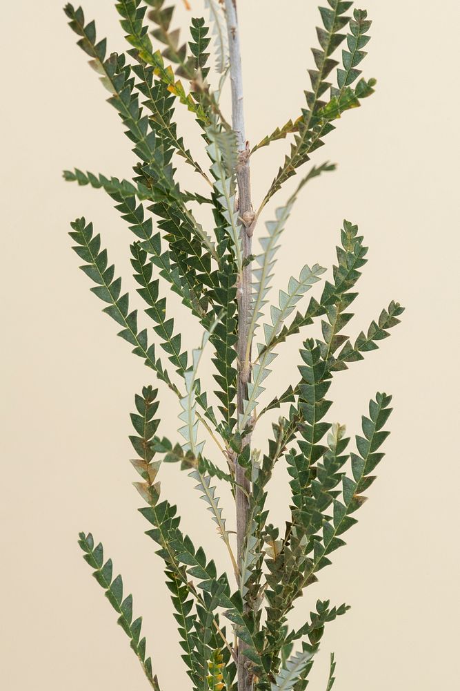 Grevillea ivanhoe branch with a beige background