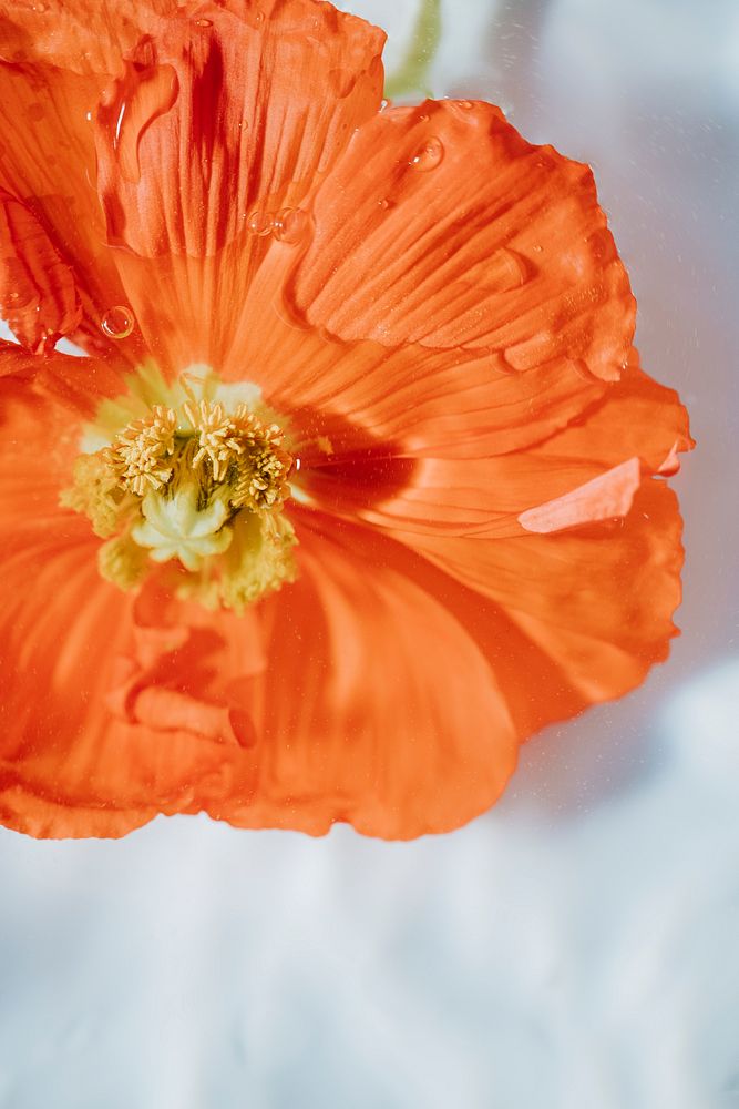 Bright orange anemone flower 