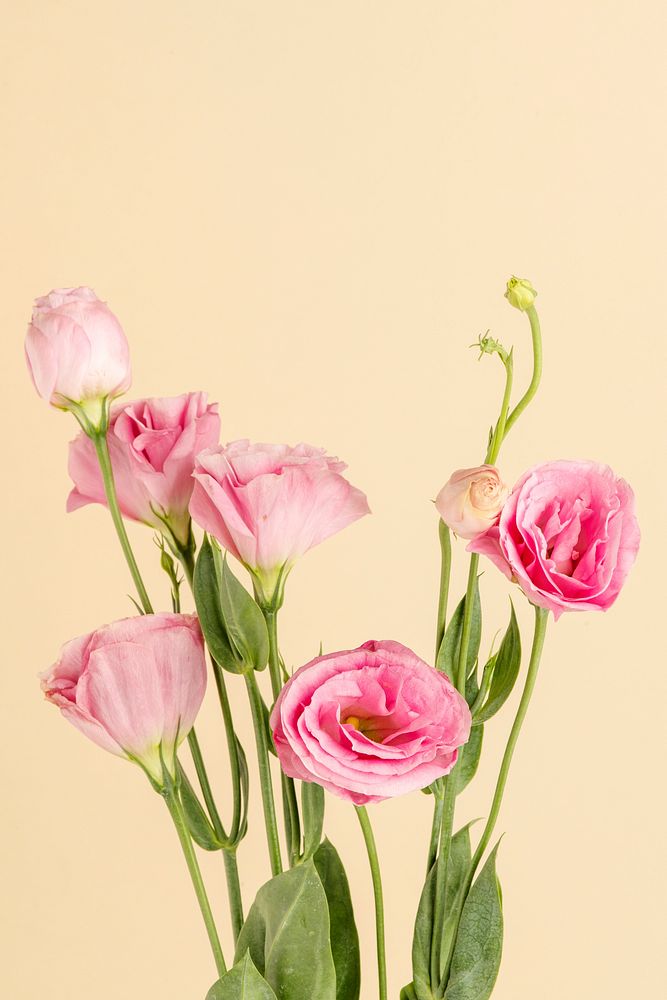 Bouquet of pink lisianthus flower