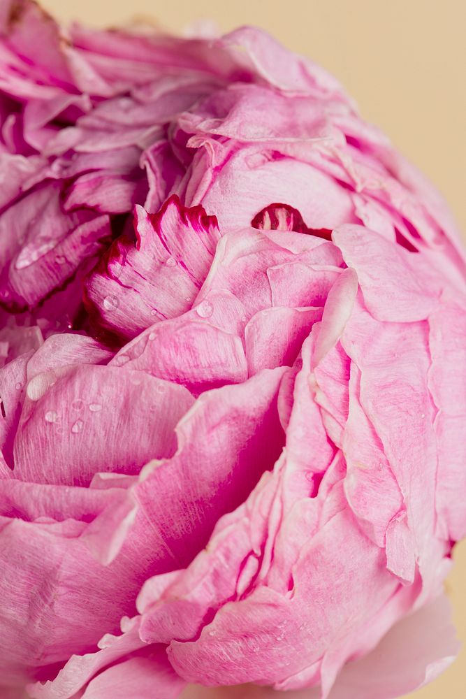 Pink peony flower with water drops macro photography