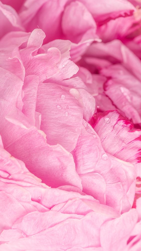 Pink peony petals macro photography background