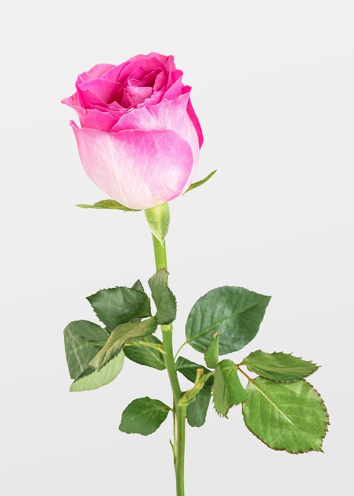 Blooming pink rose flower 