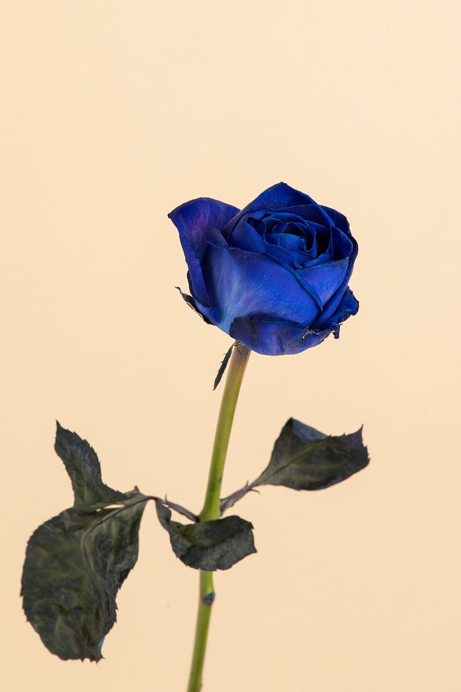 Blooming blue rose flower