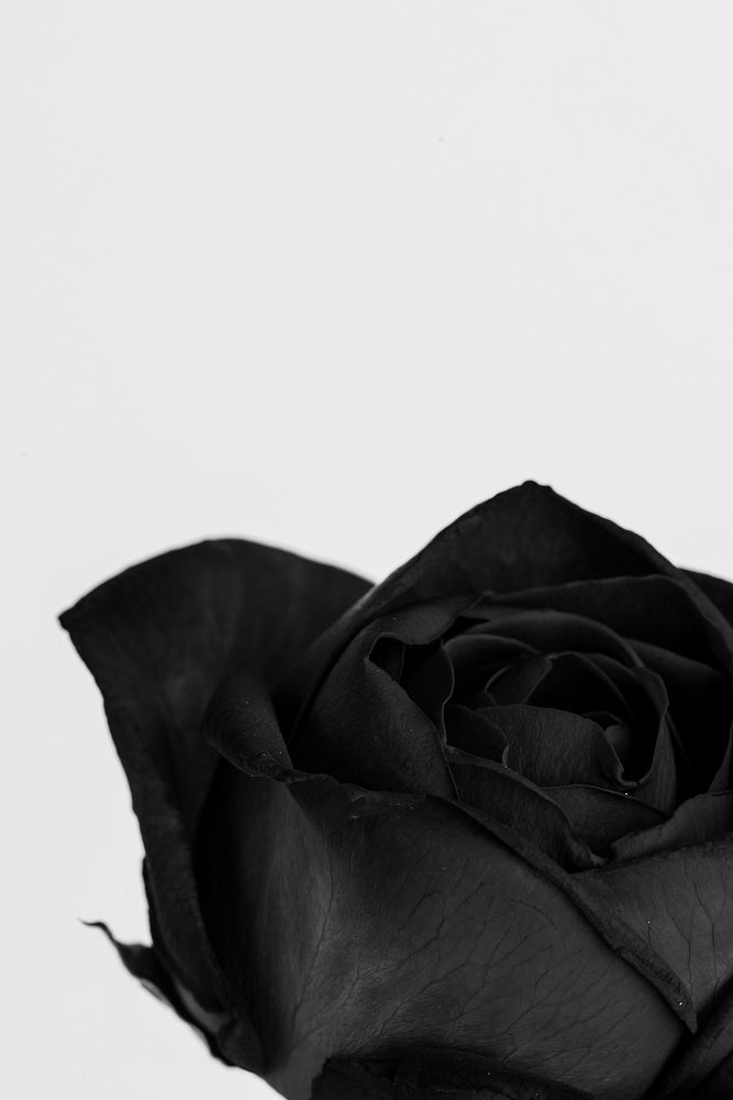 Blooming black rose flower 