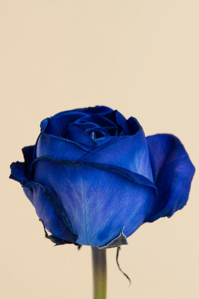 Blooming blue rose flower