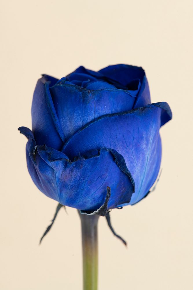Blooming blue rose flower 