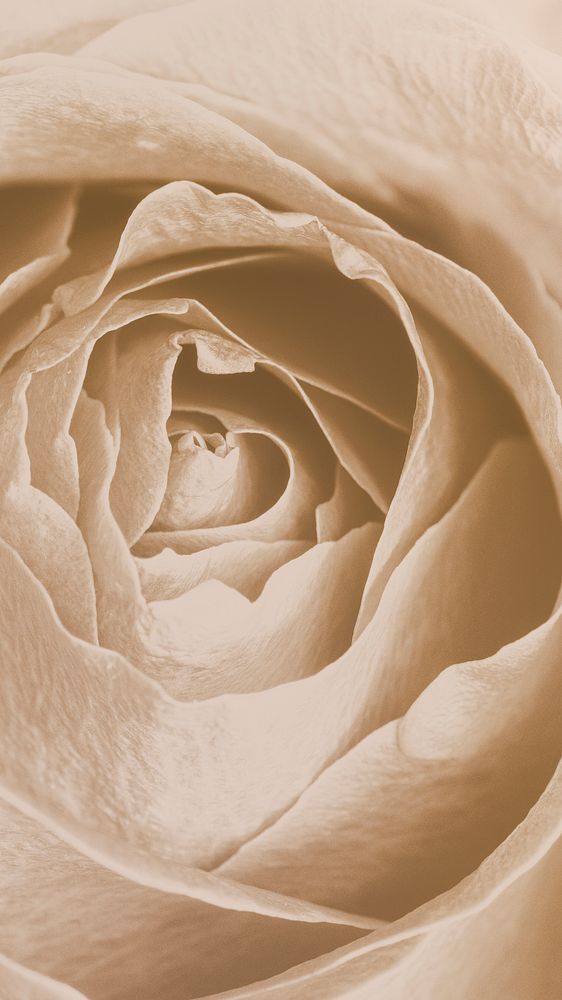 Beige rose petals macro photography
