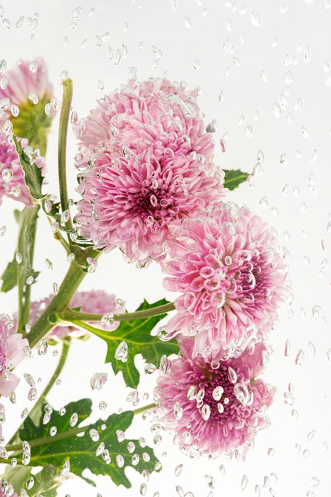 Pink chrysanthemum flowers and leaves in water with air bubbles