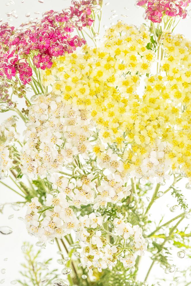 Colorful yarrow flowers with air bubbles