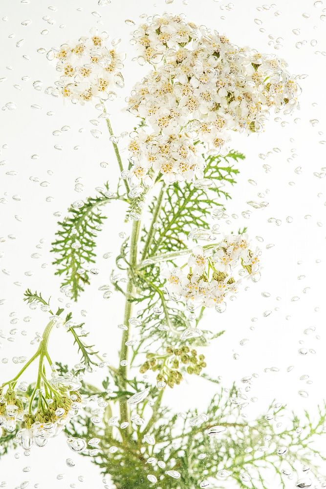 White yarrow flowers in water 