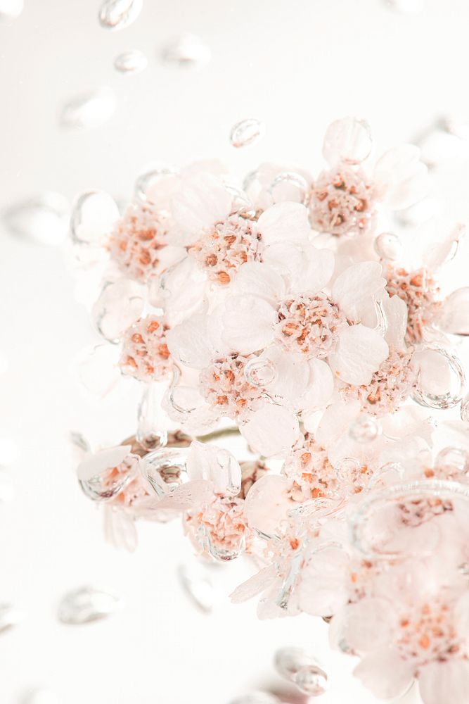 White yarrow flowers in bubbly water