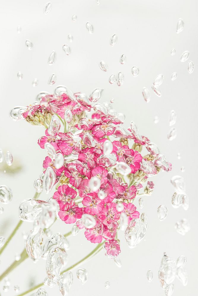 Pink yarrow flowers with air bubbles