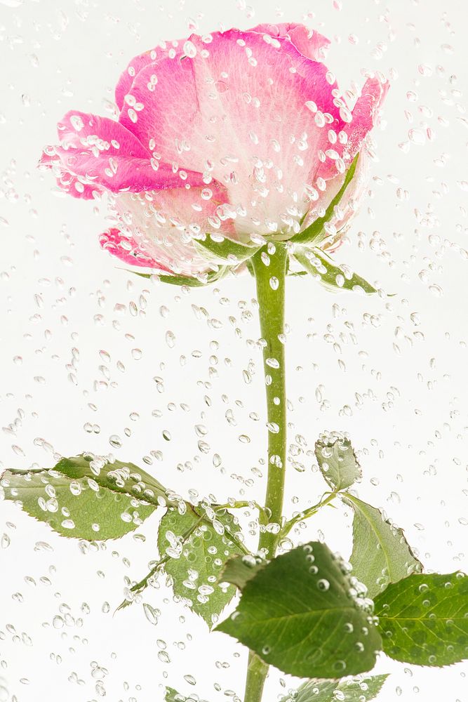 Pink rose flower with air bubbles 