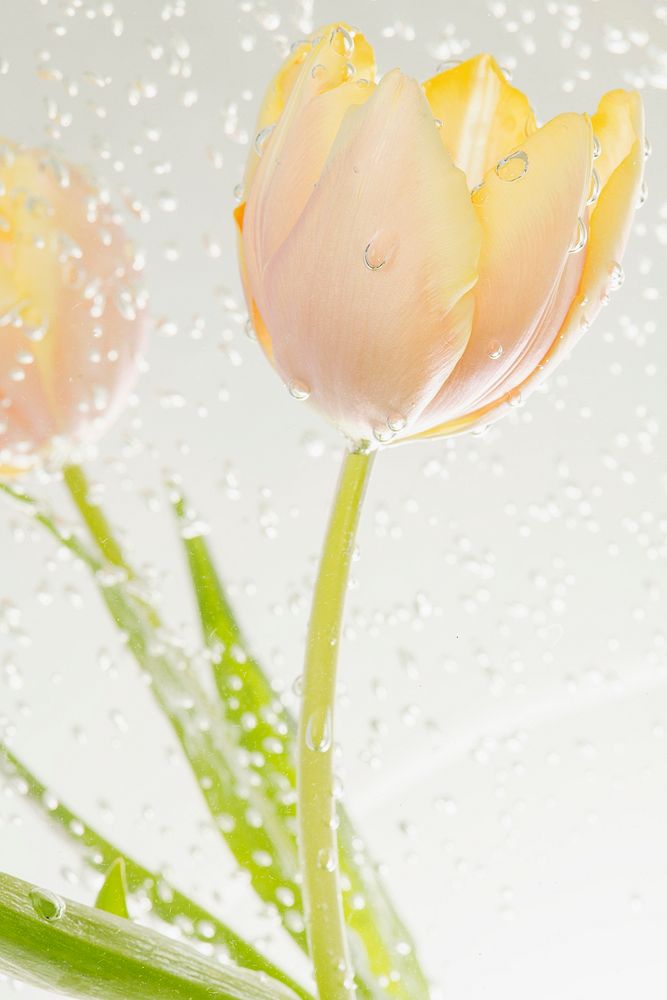 Tulip flower with air bubbles in a water bath