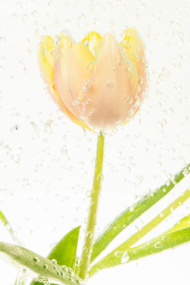 Tulip flower with air bubbles in a water bath