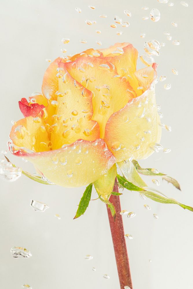 Yellow rose flower with air bubbles