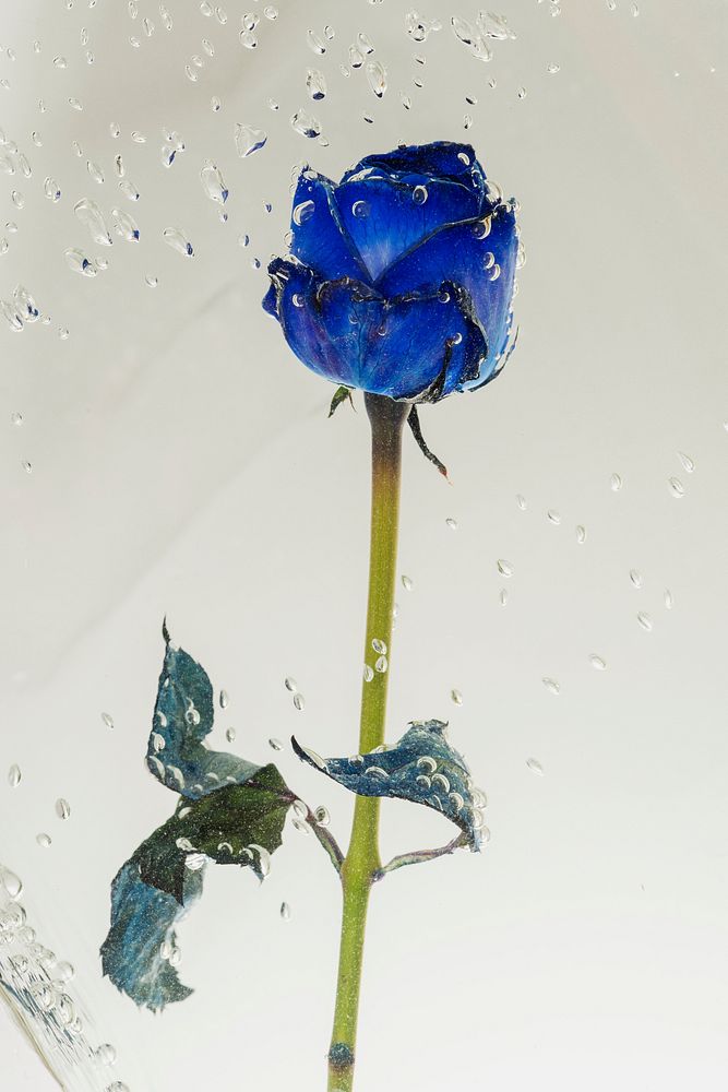 Blue rose flower with air bubbles 