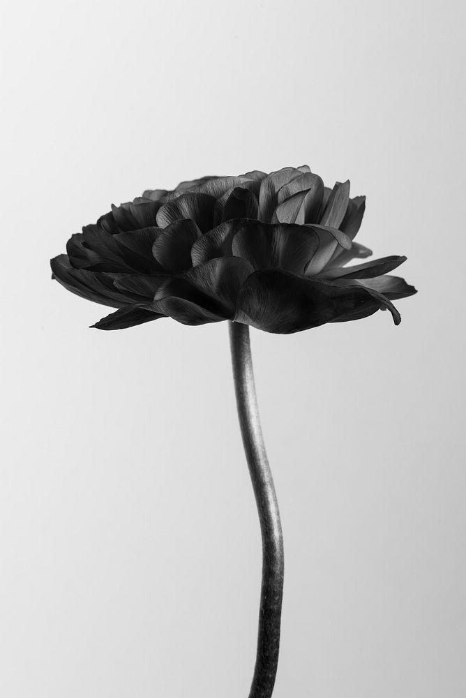 Monotone ranunculus flower 
