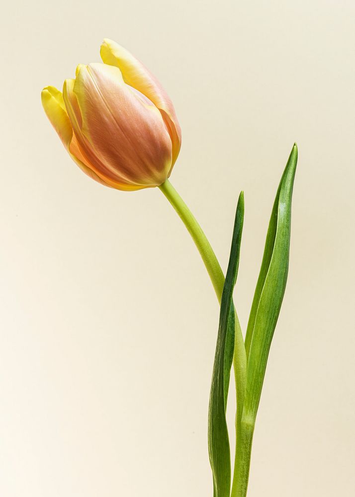 Blooming tulip flower on a cream background