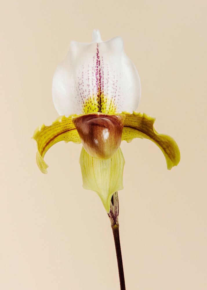 Close up of white Cymbidium Orchid invitation card