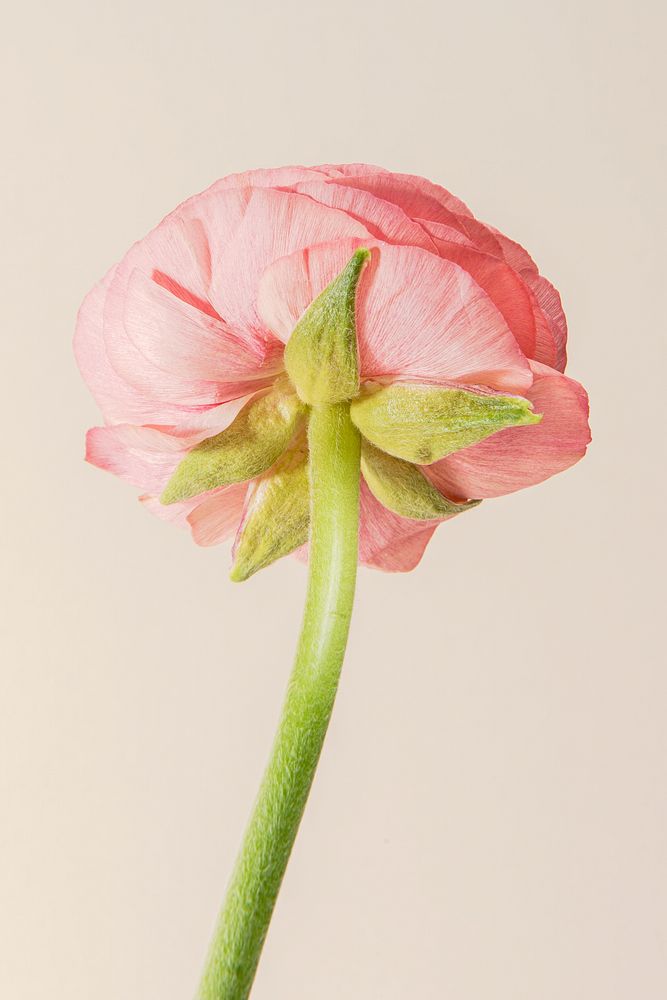 Blooming pink ranunculus flower 
