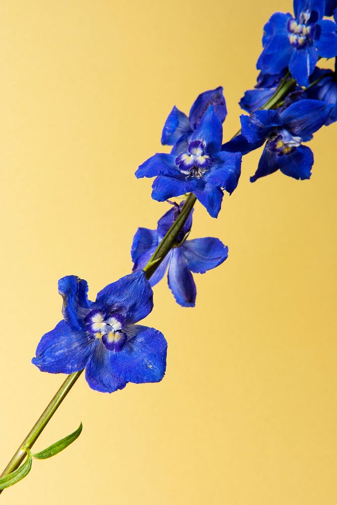 Dark blue delphinium flower with leaves on a cream background