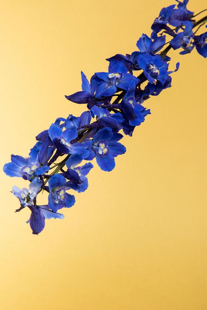Dark blue delphinium flower with leaves on a cream background