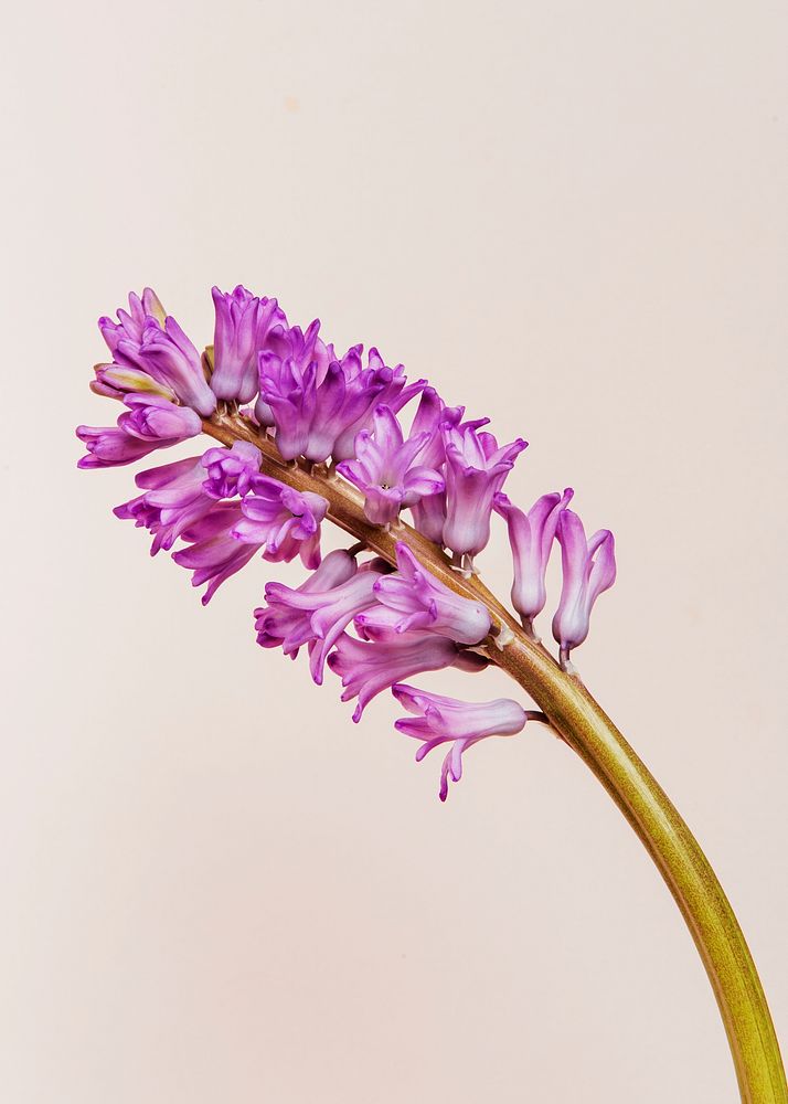 Natural fresh purple hyacinth flower