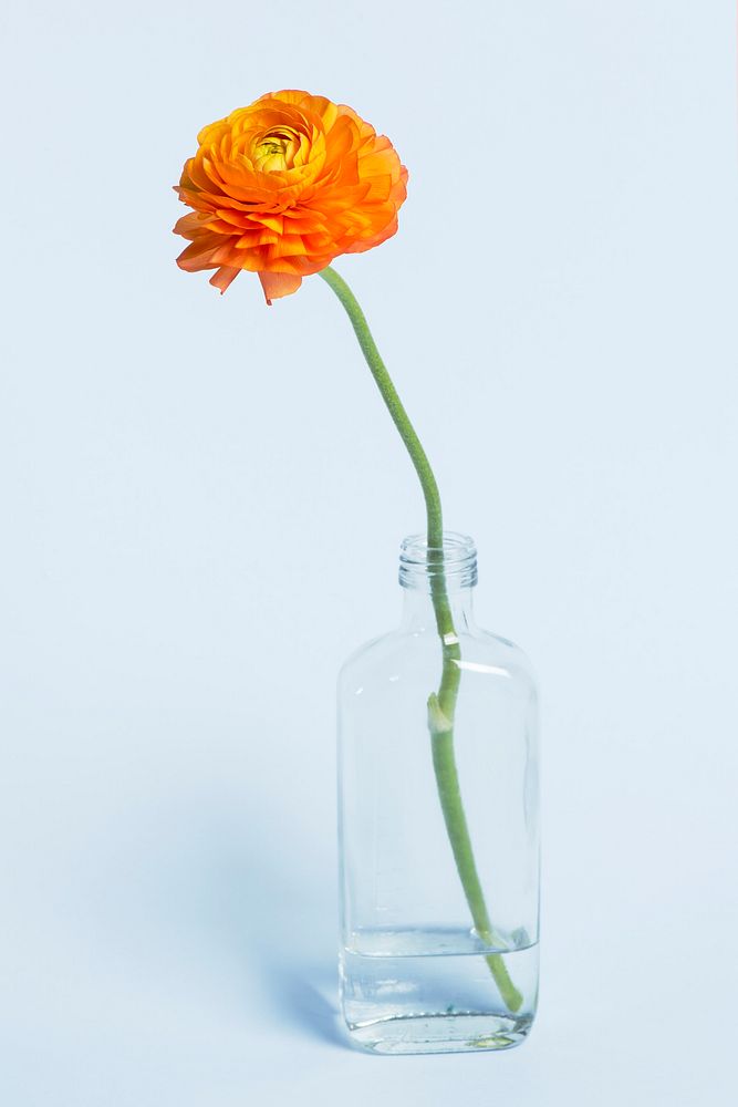 Blooming orange ranunculus flower in a bottle vase 