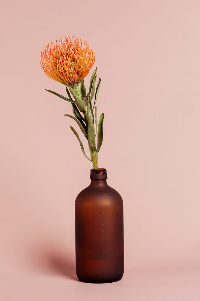 Orange pincushion protea in a bottle vase