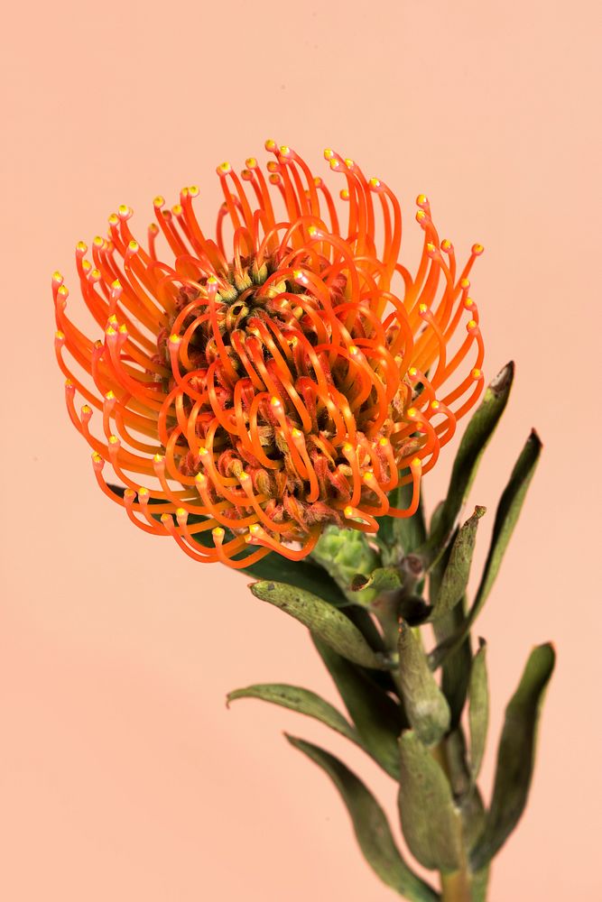 Orange pincushion protea flower 