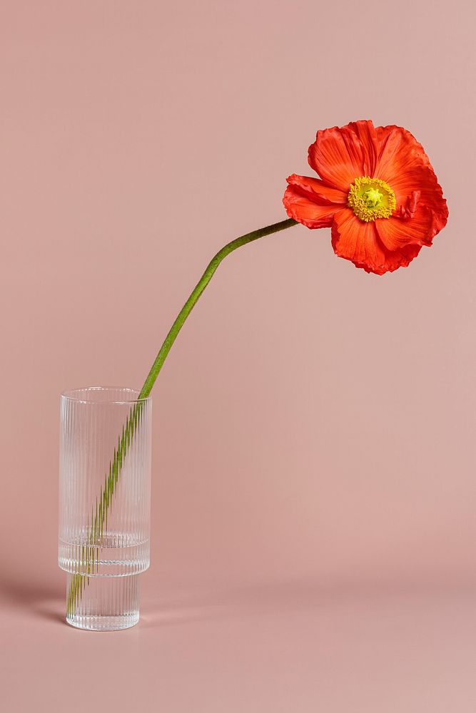 Close up of red poppy flower in a vase