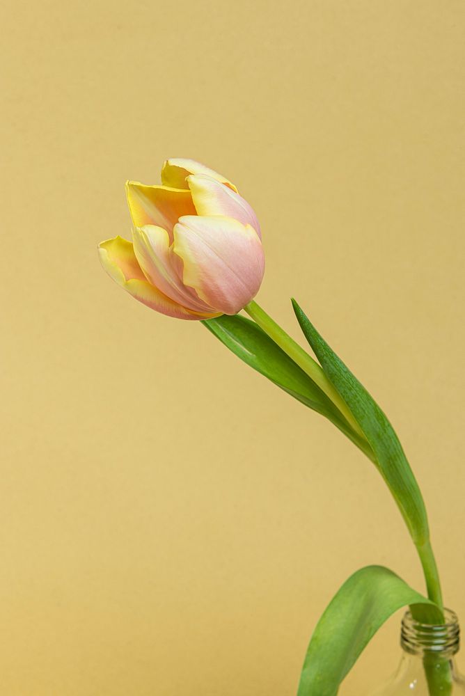 Blooming tulip flower on a yellow background