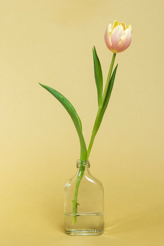 Blooming tulip in a bottle vase