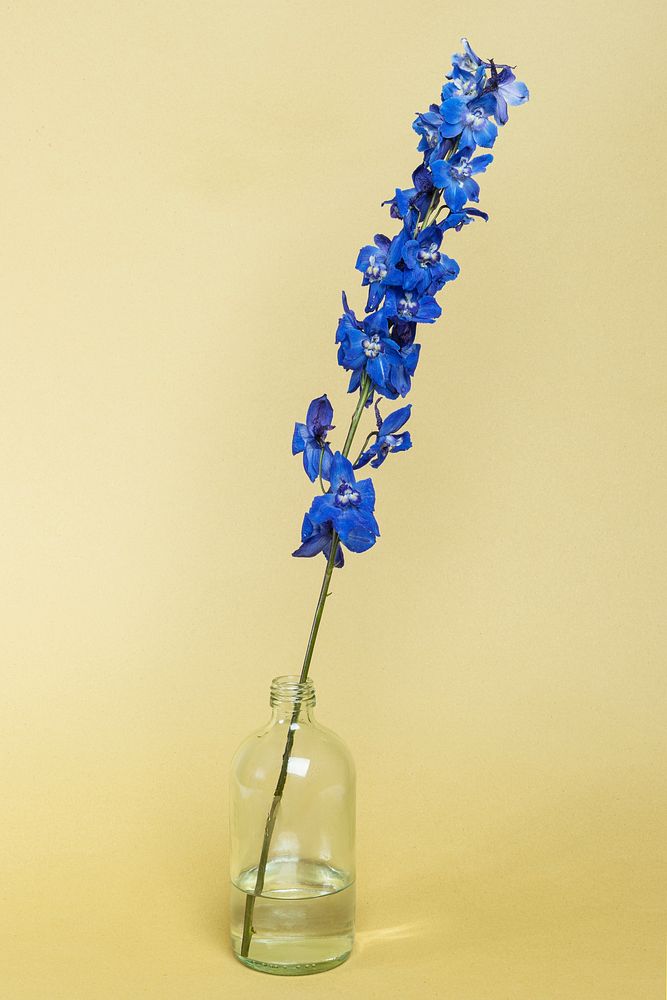Blooming delphinium in a bottle vase