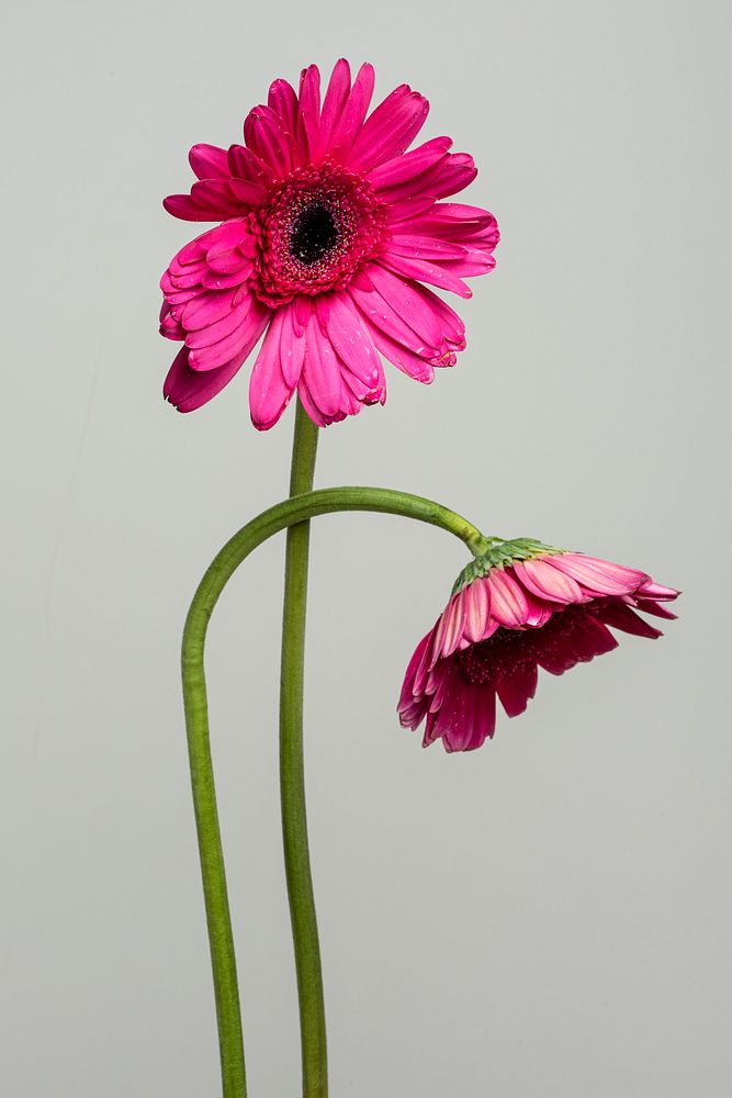 Two pink Gerbera daisy flowers on a gray background