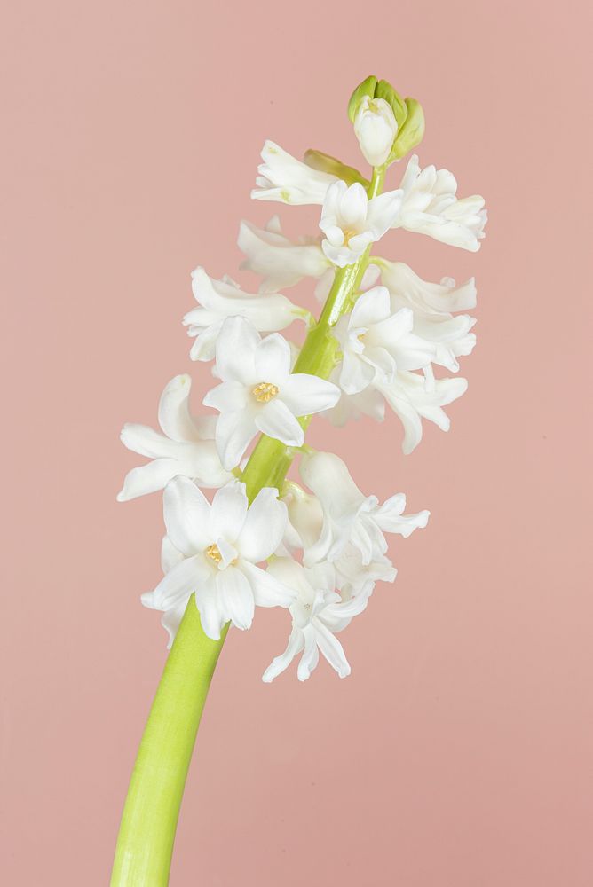 Fresh white hyacinth flower isolated on background