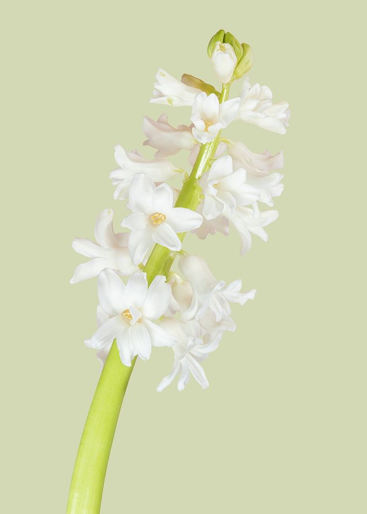 Natural fresh white hyacinth flower