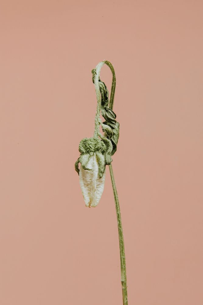 Wither white Campanula flower isolated on background