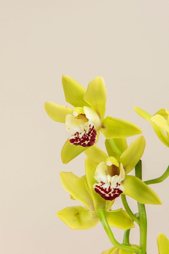 Close up of yellow Cymbidium Orchids on beige background