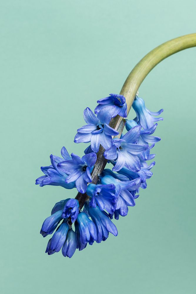 Blooming blue delphinium flower