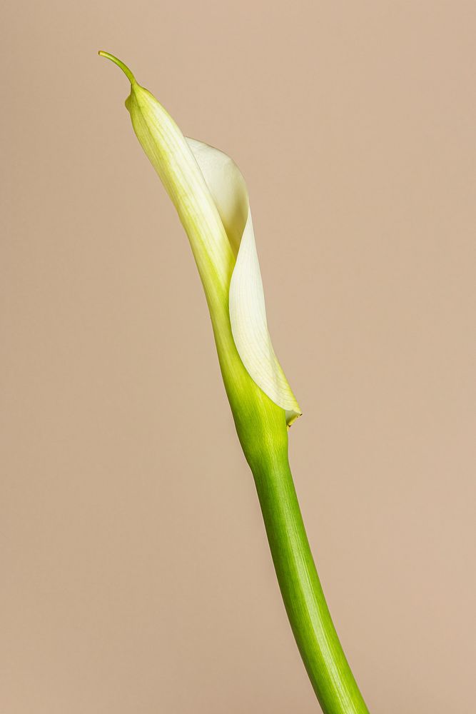 White lily flower on beige background
