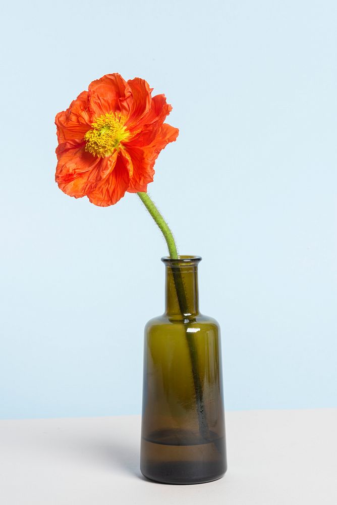 Red poppy flower in a vase on blue background