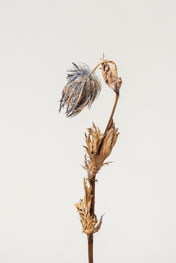 Dried blue thistle flower on a gray background