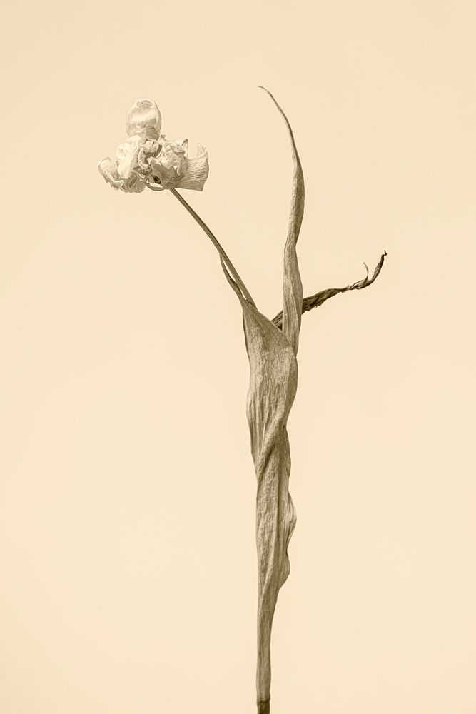 Dried tulip flower on a brown background
