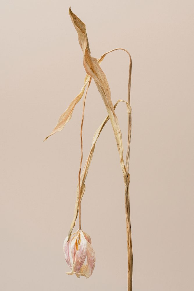 Dried tulip flower on a brown background