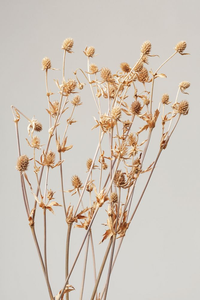 Dried thistle branch on a gray background