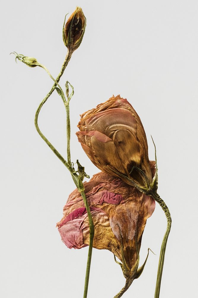Dried pink lisainthus flower on a gray background
