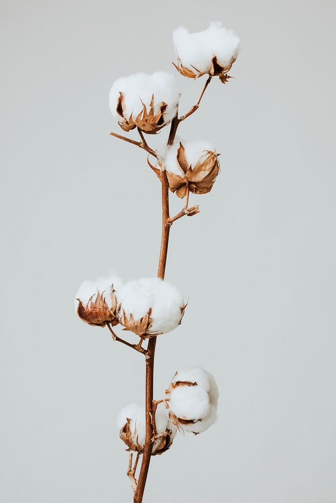 Dried fluffy cotton flower branch on a gray background