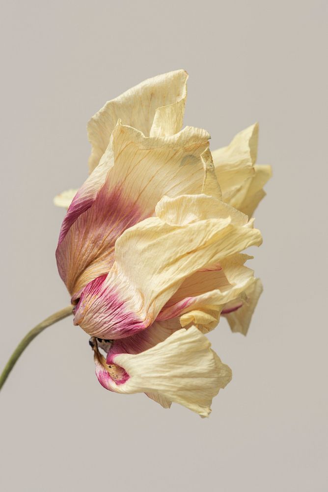 Dried anemone flower on a gray background